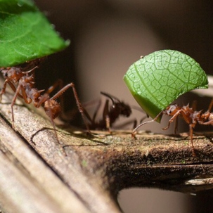 ants carrying leaf pieces