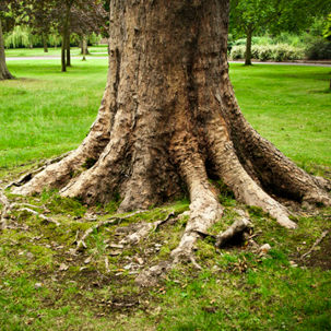 avoid-cuttin-tree-roots