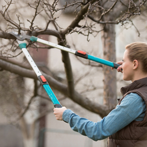 Benefits of tree pruning