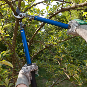 Best time to prune trees