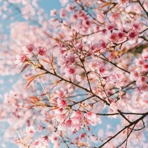 cherry blossom tree