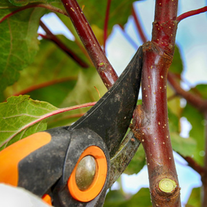 Can i prune tree in summer