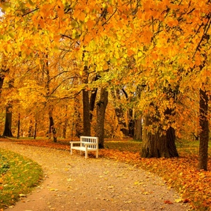 a beautiful orange hue during fall
