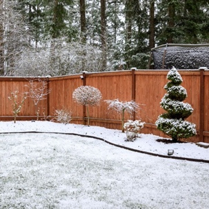 caring-for-trees-in-winter