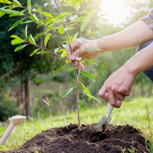 Caring for young trees