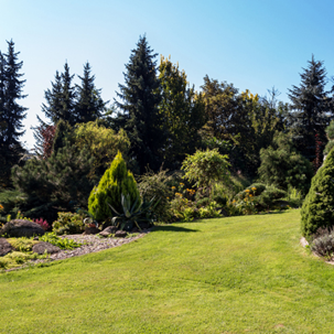 Common tree diseases