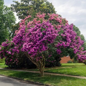 crepe-myrtle