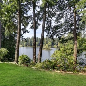 trees fronting a body of water
