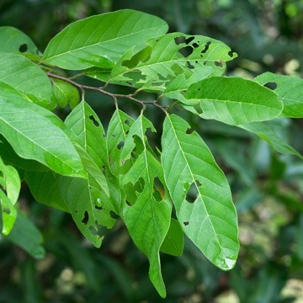 diseased-tree-promier