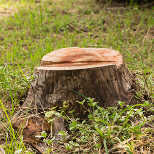 Do tree stumps need to be remove