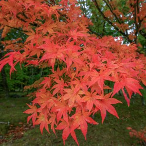 fastest-growing-tree