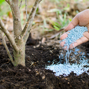 Fertilize tree
