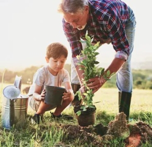 Grandfather and grandson planting trees