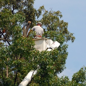 Tree Removal Service