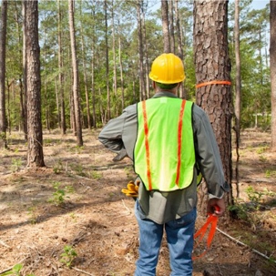 hiring arborist
