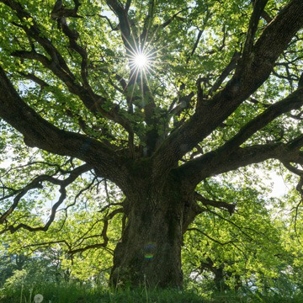 old oak tree