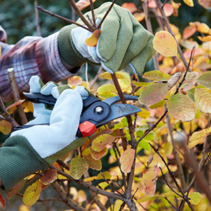 How to prune a tree