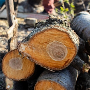 How to Tell It’s Time to Remove a Tree