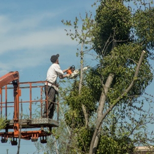 A professional removing a leave tree