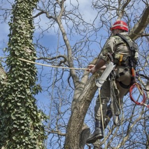 tree maintenance