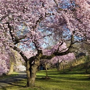 cherry blossom tree