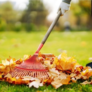 A close-up of colorful autumn leaves being raked into a pile.
