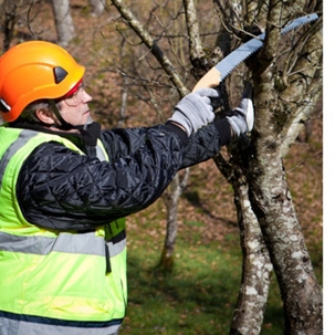 Man cutting some branches of a tree