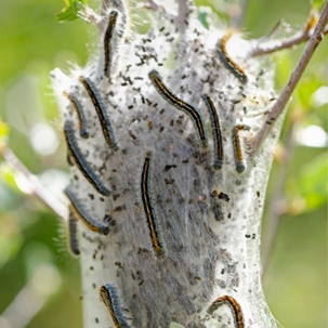 Pest that can harm trees