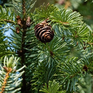 pinecone close-up