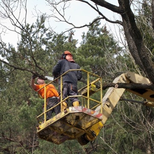 Professional tree care