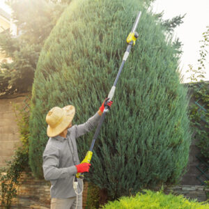 Professional tree pruning