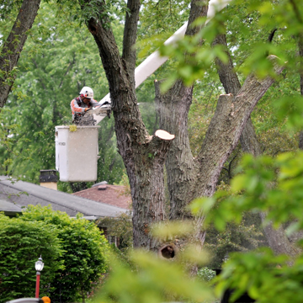 Professional tree removal