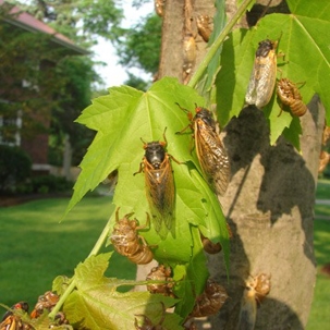 Bugs on a leaves