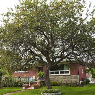 a big tree in front of a house