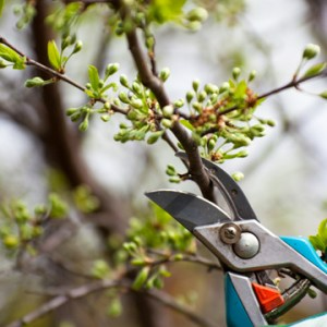 Pruning trees promier