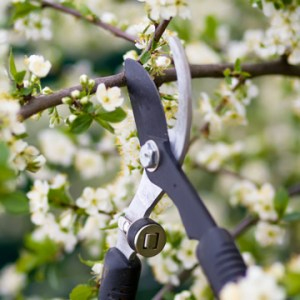 Pruning trees this spring