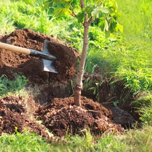 Planting a tree