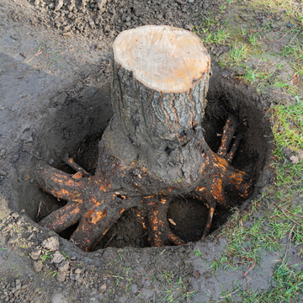 Removing tree stump