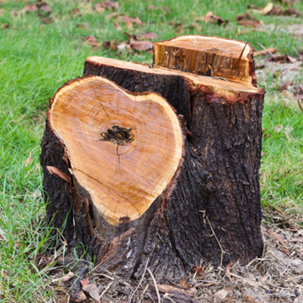 Removing tree stumps