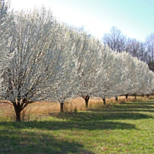 risk-of-braford-pear-tree