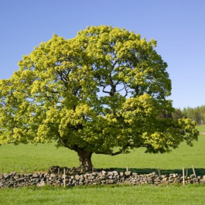 shade-tree-for-summer