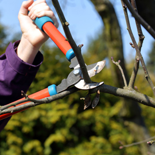 Should you prune trees in fall