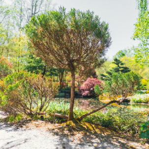 Signs of diseased tree