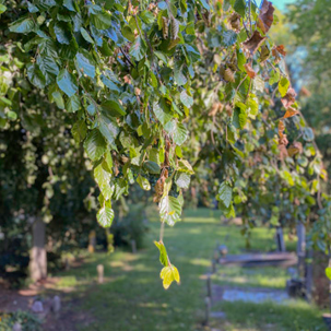 Signs of a Sick Tree