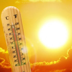 taking-care-of-trees-in-summer