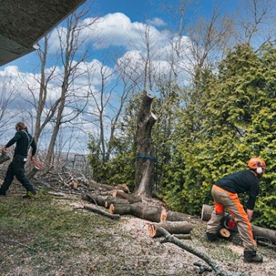 Men removing trees