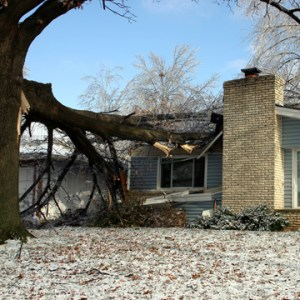 tree-damage-from-ice