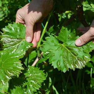 leaves
