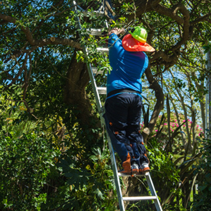 Tree maintenance