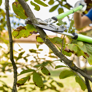 Tree pruning promier